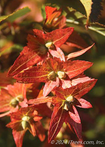 Closeup of nutlet with fall color.