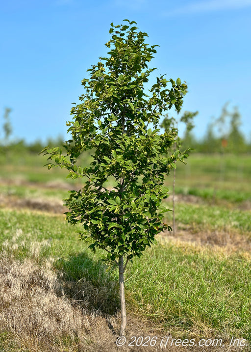 A young JN Strain Wisconsin Red Musclewood in the nursery with green leaves.