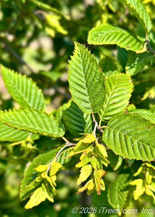 Closeup of bright green leaves of the JN Strain Wisconsin Red Musclewood.