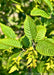 Closeup of bright green leaves of the JN Strain Wisconsin Red Musclewood.