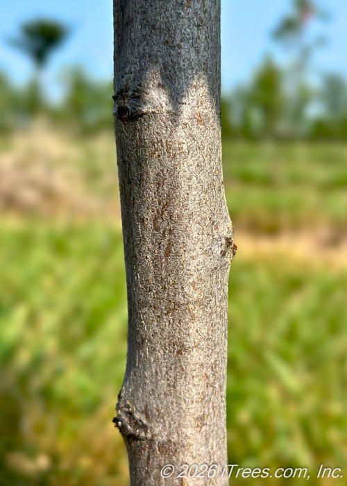 Closeup of JN Strain Wisconsin Red Musclewood's smooth trunk.