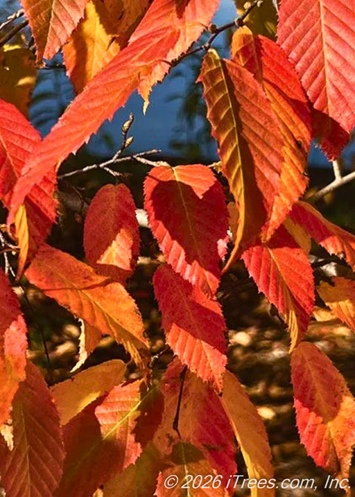 Closeup of JN Strain Wisconsin Red Musclewood leaves in fall with red-orange and yellow color.