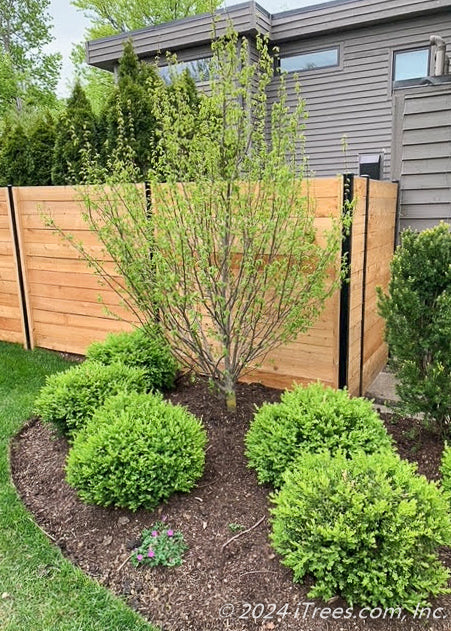 Firespire Hornbeam planted in a landscape bed near a fence.