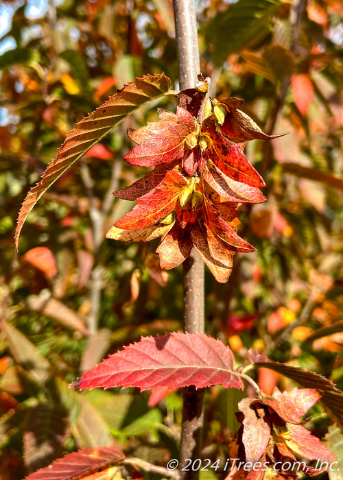 Closeup of leaves and nutlet showing fall color.
