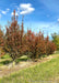A row of Firespire Hornbeam in the nursery with changing fall color.