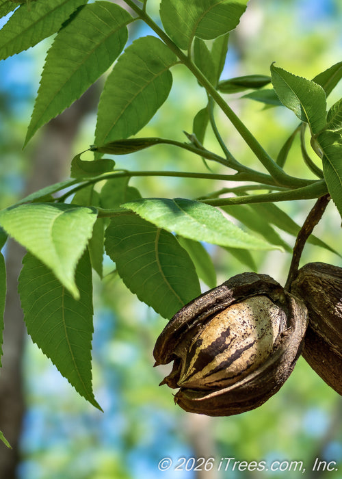Closeup of light brown pecan nut with dark brown stripes, and bright green leaves.