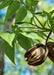 Closeup of light brown pecan nut with dark brown stripes, and bright green leaves.
