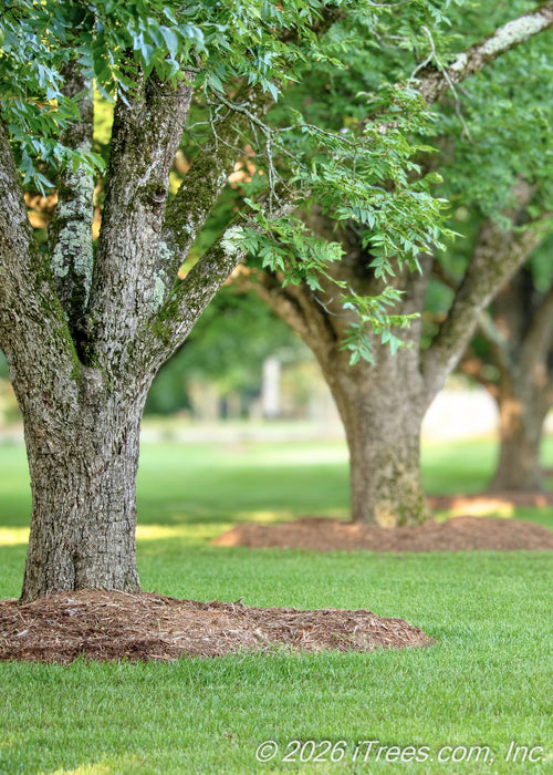 A mature row of Hardy Pecan with rough bark, and low hanging branches with large green leaves.