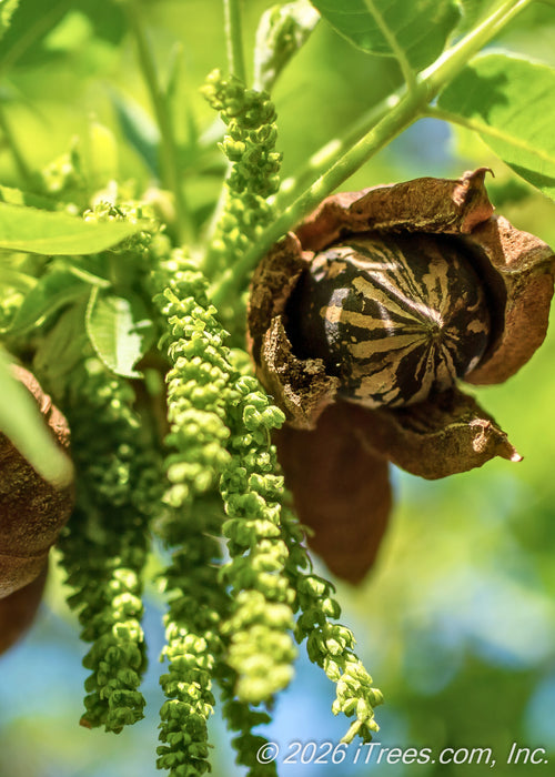 A closeup of an opening Pecan nut with long hanging yellow-green catkins.