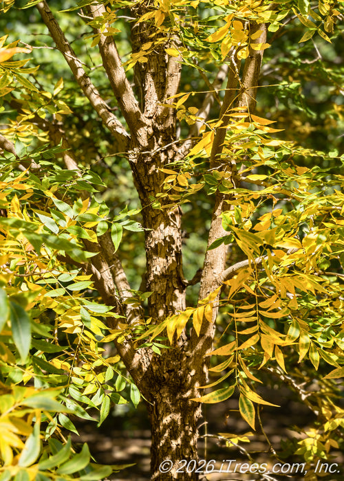 A maturing Hardy Pecan in fall with its green leaves turning a glowing yellow hue, seen with the sunlight filtering through its branches.