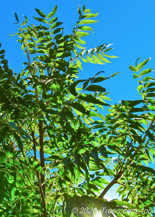 View looking up at the canopy of a young Pecan Tree with a bright blue sky in the background, with sunlight filtering through dark green leaves.