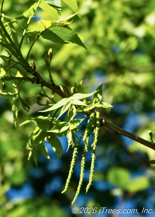 Closeup of a branch with spring leaves newly emerged and light, yellow-green long hanging catkins.