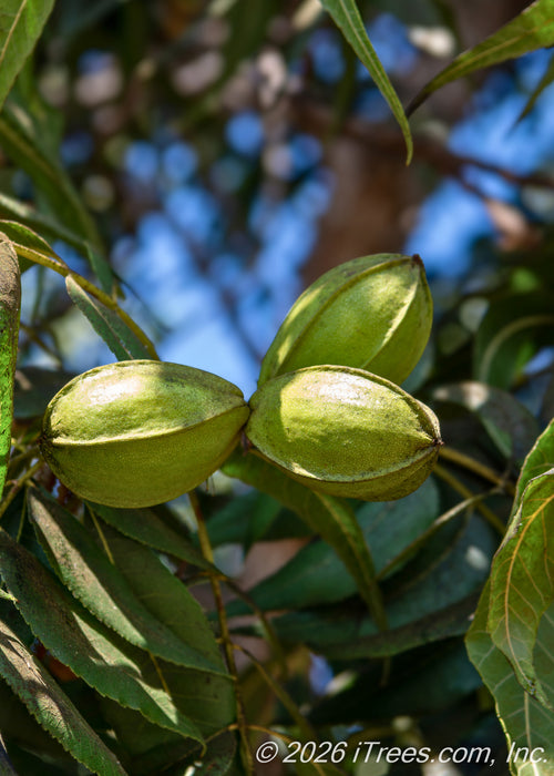 Closeup of light green Pecan husk nuts.