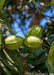 Closeup of light green Pecan husk nuts.
