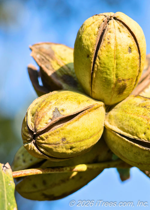 Closeup of four-winged pecan husks in fall.