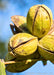 Closeup of four-winged pecan husks in fall.