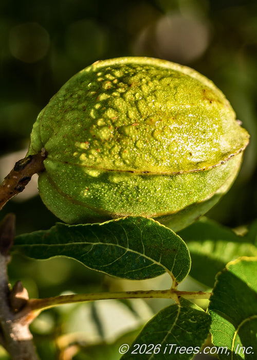 Closeup of Pecan nut and dark green leaves with morning dew reflecting the sunlight.