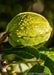 Closeup of Pecan nut and dark green leaves with morning dew reflecting the sunlight.