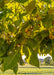 Closeup of green leaves and nuts.