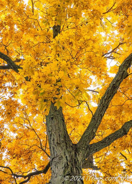 View of upper canopy of yellow-gold leaves from underneath the tree.