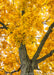 View of upper canopy of yellow-gold leaves from underneath the tree.