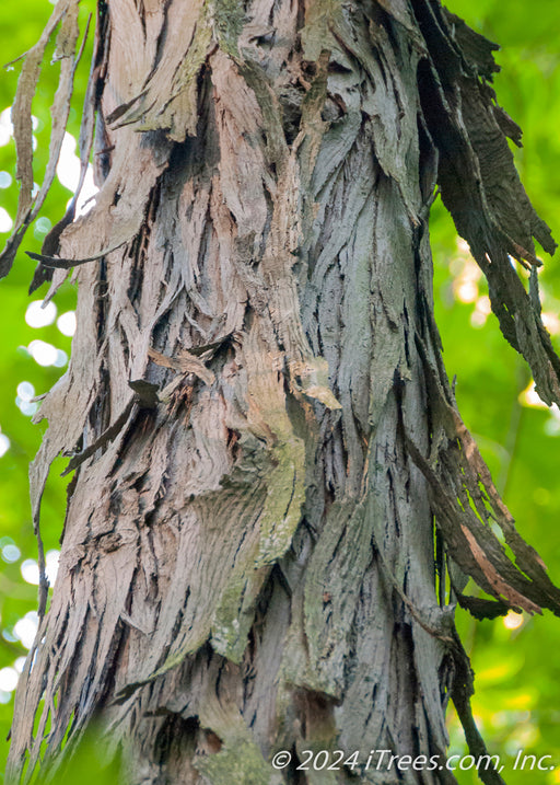 Closeup of shaggy bark.