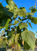 Closeup of dark green heart-shaped catalpa leaves.
