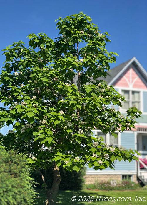 A mature Northern Catalpa in bloom in a front landscape providing shade with its large heart-shaped leaves. A Victorian house in the background with a blue sky.
