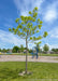 A newly planted Northern Catalpa tree with newly emerged green leaves, planted next to a local children's playground. The playground and blue sky are in the background.