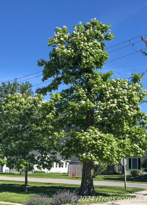 A fully mature large Catalpa planted in the front yard of a home, in full bloom with large green heart-shaped leaves. A smaller Catalpa is planted nearby, and there are houses and a blue sky in the background. 