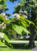 Closeup of the end of a branch of flowers and leaves.