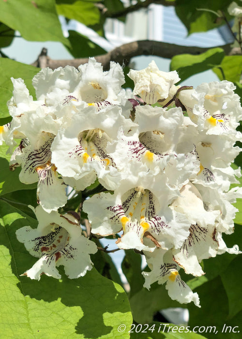 Closeup of white, orchid-like flowers with yellowish-orange and purple splashed centers.