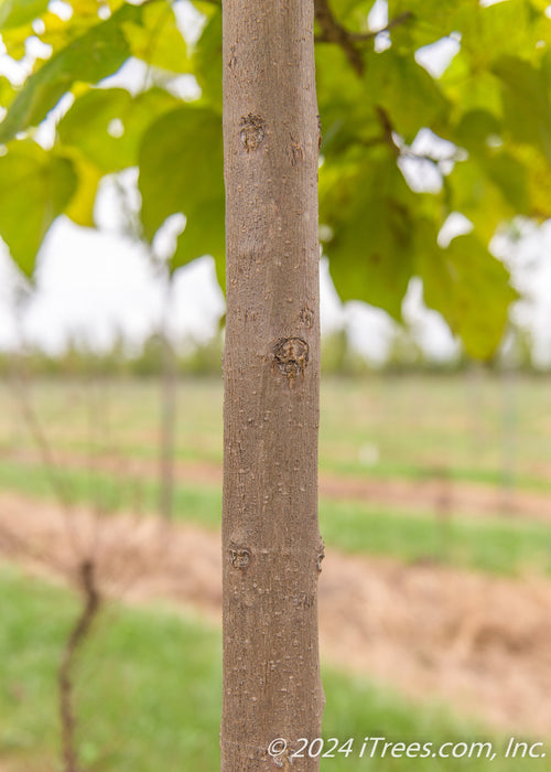 Closeup of a smooth brown trunk.