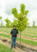 A person stands next to Catalpa in the nursery to show height of the canopy. The lowest branch is at their shoulder.