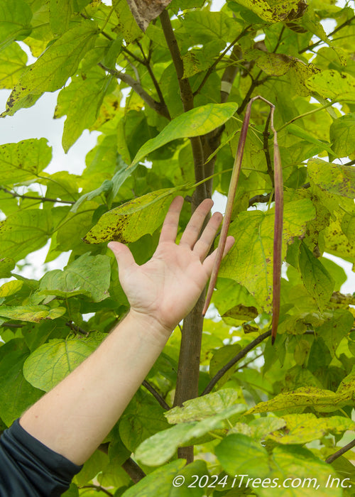 A hand is held out at a cigar-like pod to show length of the pod.