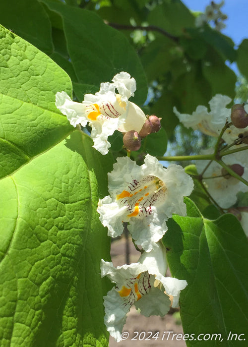 Closeup of three, white orchid-like flowers with yellowish-orange and purple splashed cneters.