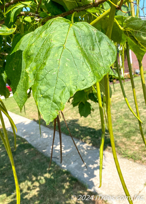 Closeup of a single large, dark green heart-shaped leaf and cigar-like pods.