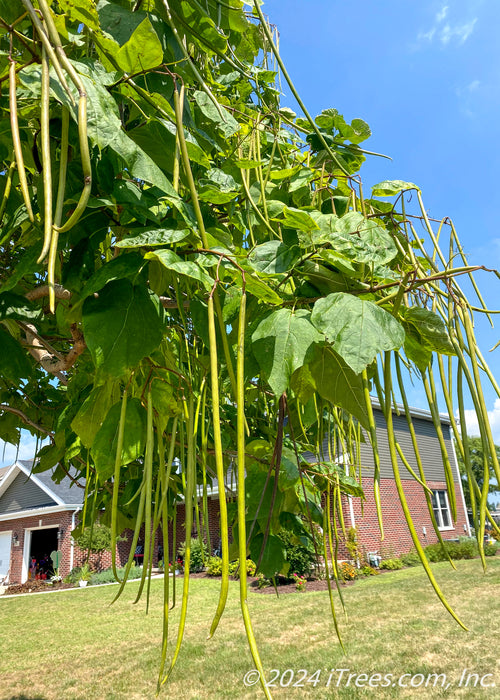 Closeup of the end of a branch of large cigar-like pods, and huge, dark green heart-shaped leaves. A home and blue sky are in the background.