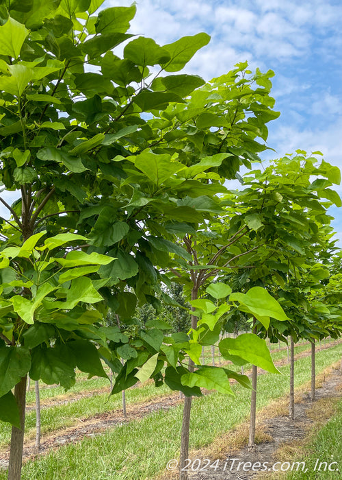 Closeup view of Catalpa in the nursery. 