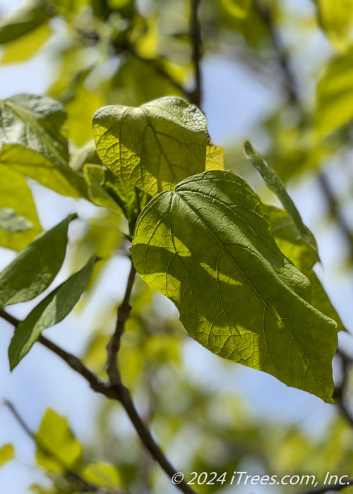 Closeup of a branch of green heart-shaped leaves.