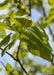 Closeup of a branch of green heart-shaped leaves.