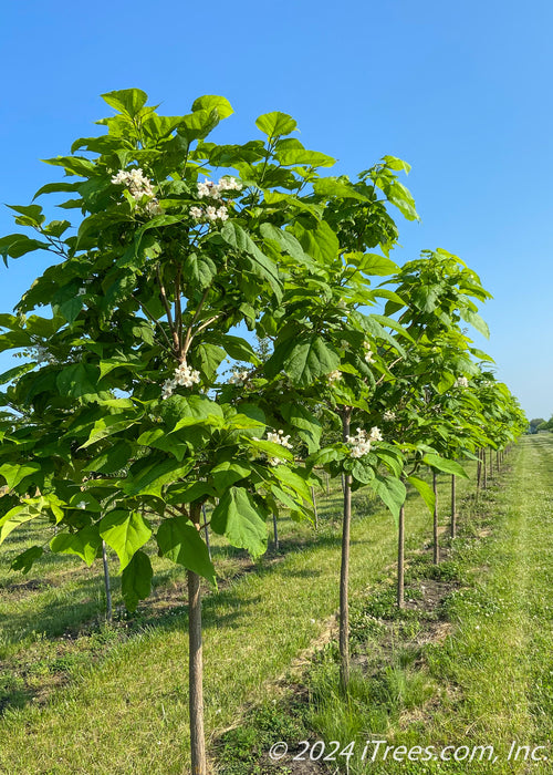 A row of Northern Catalpa in bloom at the nursery. Strips of green grass grow between rows of trees with a clear blue sky in the background.