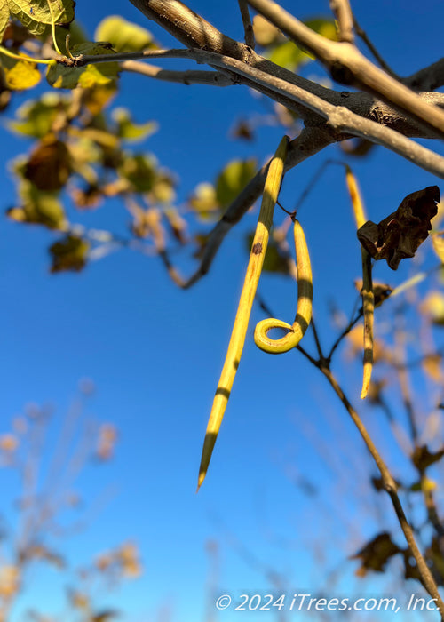 Closeup of a cigar-like pod and bare branches in fall. A clear blue sky in the background.