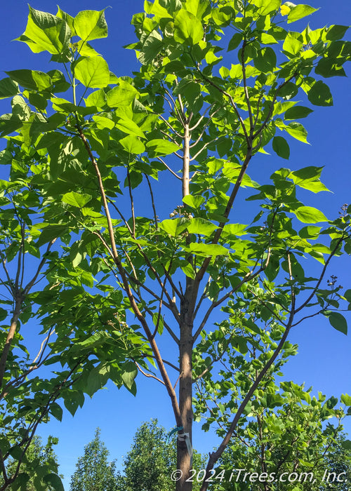 Closeup view of the underside of the tree's upper canopy of newly emerged green leaves.