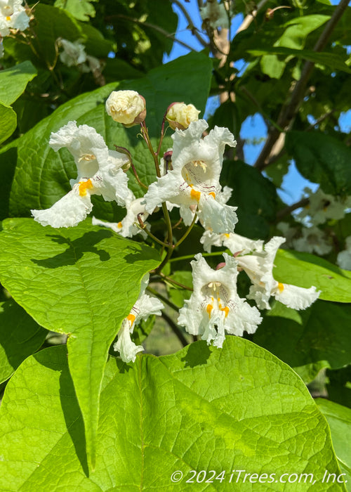 Catapulta Tree Heartland® Catalpa
