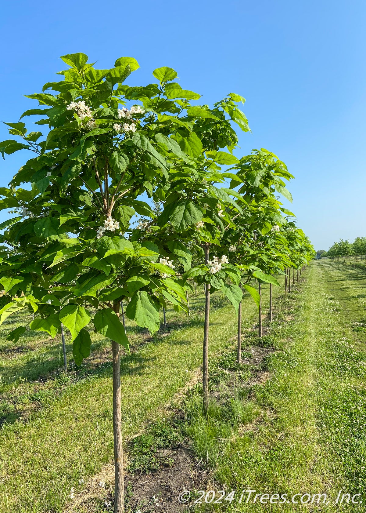 Heartland® Northern Catalpa