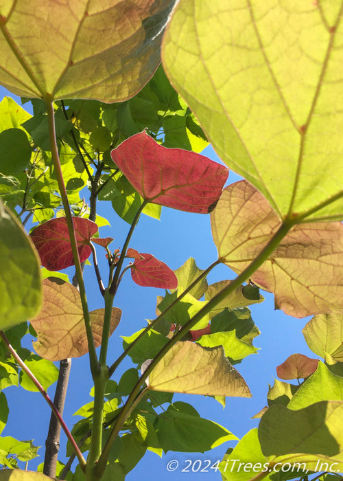 Closeup of the underside of purple and green leaves with sunlight filtering through.