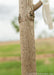 Closeup of a trunk.