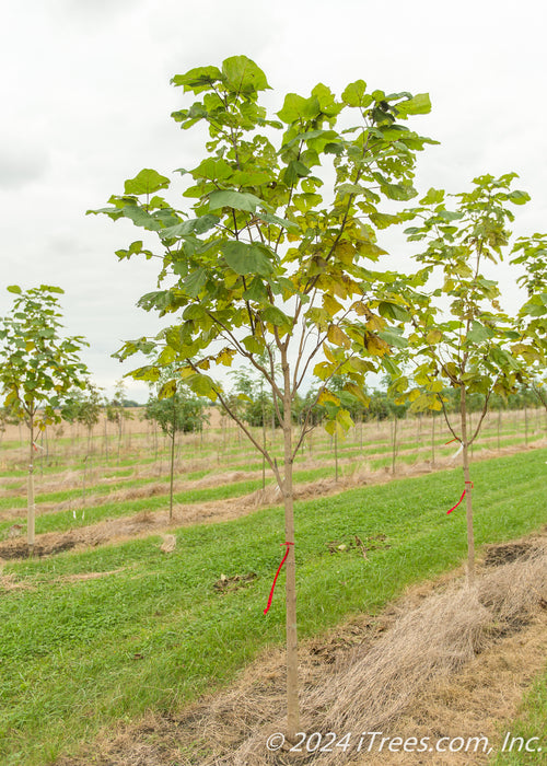 A row of Purple Catalpa grows in the nursery.