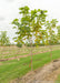 A row of Purple Catalpa grows in the nursery.